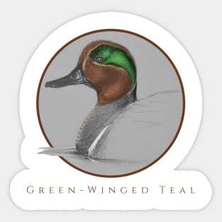 Green-Winged Teal Sticker